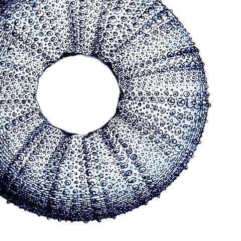 Urchin Shell 1 White Modern Wood Framed Art Print with Double Matting by Lewis, Sheldon