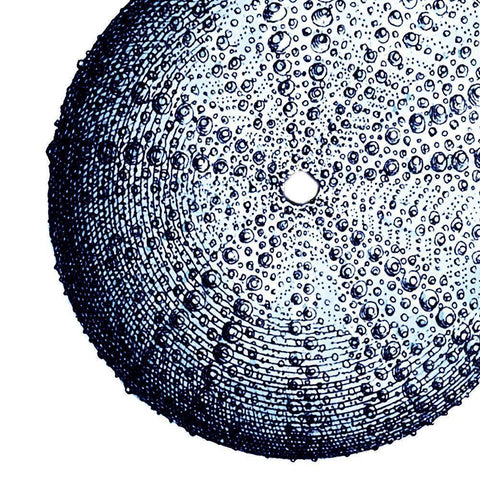 Urchin Shell 2 White Modern Wood Framed Art Print by Lewis, Sheldon