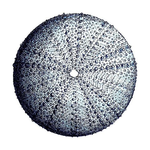 Urchin Shell 4 White Modern Wood Framed Art Print by Lewis, Sheldon