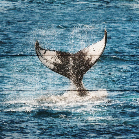 Tails of The Whale White Modern Wood Framed Art Print with Double Matting by Lewis, Sheldon