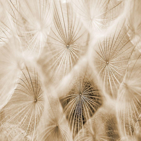 Twister 2 Black Modern Wood Framed Art Print by Lewis, Sheldon