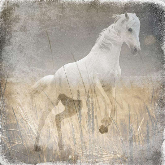 Image Only