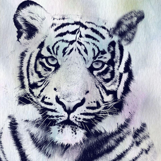 Image Only