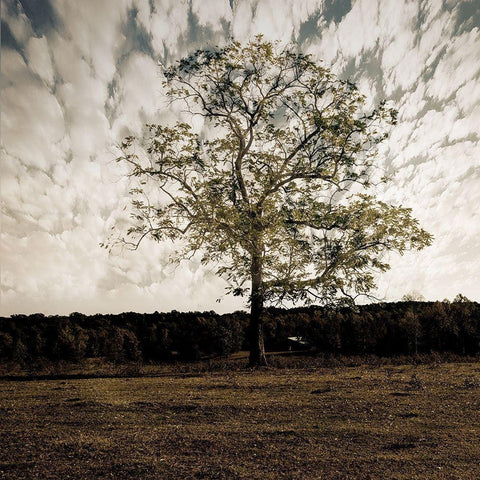 Evening Calm 2 Black Ornate Wood Framed Art Print with Double Matting by Lewis, Sheldon