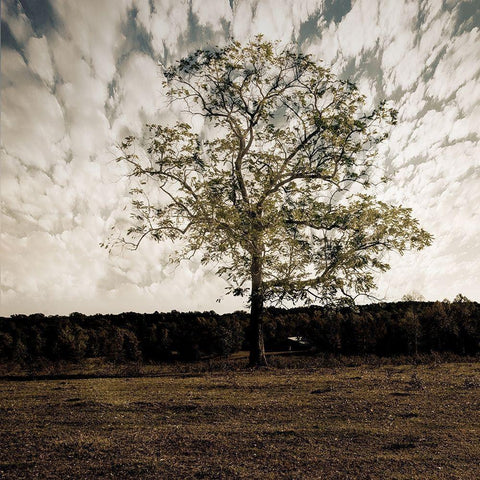 Evening Calm 2 Black Modern Wood Framed Art Print with Double Matting by Lewis, Sheldon