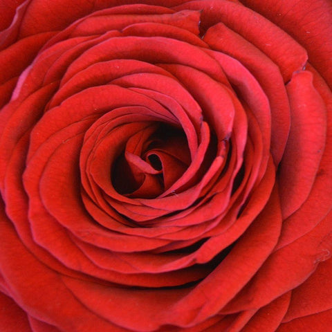 Heart Of The Rose Black Modern Wood Framed Art Print by Lewis, Sheldon