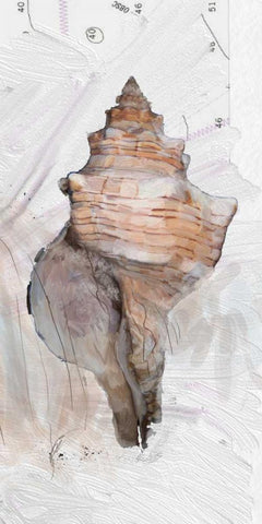 Shells Around The World 1 White Modern Wood Framed Art Print with Double Matting by Butcher, Sarah