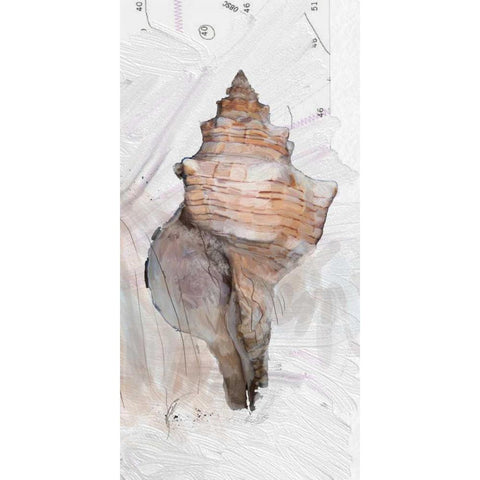 Shells Around The World 1 Gold Ornate Wood Framed Art Print with Double Matting by Butcher, Sarah
