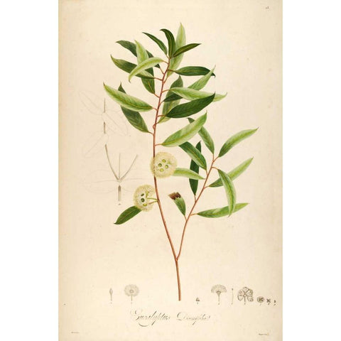 Vintage Botanical 194 Black Modern Wood Framed Art Print by Carlson, Tina