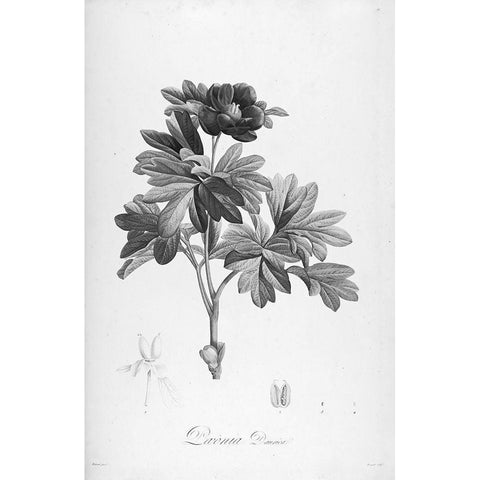 Botanical Eclipse 1 White Modern Wood Framed Art Print by Carlson, Tina