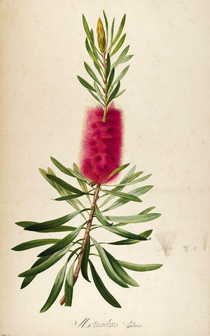 Bottle Brush White Modern Wood Framed Art Print with Double Matting by Carlson, Tina