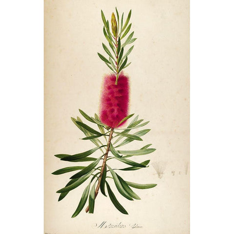 Bottle Brush Black Modern Wood Framed Art Print by Carlson, Tina