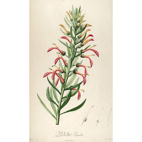 Lobelia Excelsa White Modern Wood Framed Art Print by Carlson, Tina