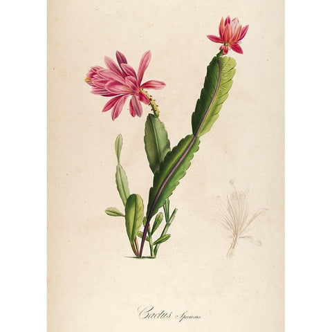 Cactus Speciosus Black Modern Wood Framed Art Print with Double Matting by Carlson, Tina
