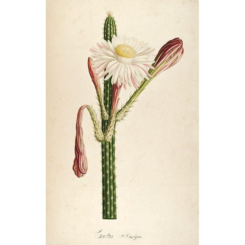 Cactus Ambiguus White Modern Wood Framed Art Print by Carlson, Tina