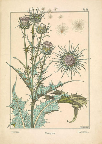 Thistle Chardon Black Ornate Wood Framed Art Print with Double Matting by Carlson, Tina