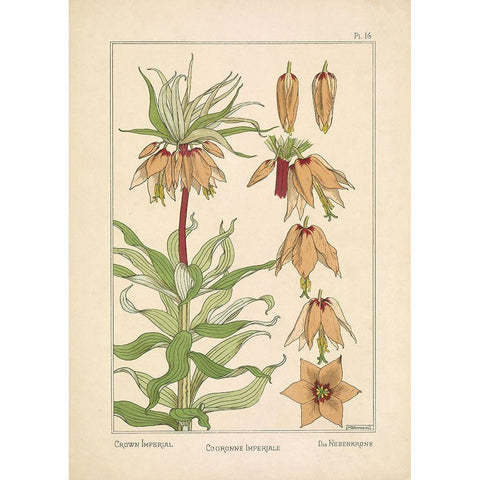 Crown Imperial Black Modern Wood Framed Art Print by Carlson, Tina