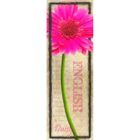 ENGLISH DAISY Black Modern Wood Framed Art Print by Greene, Taylor