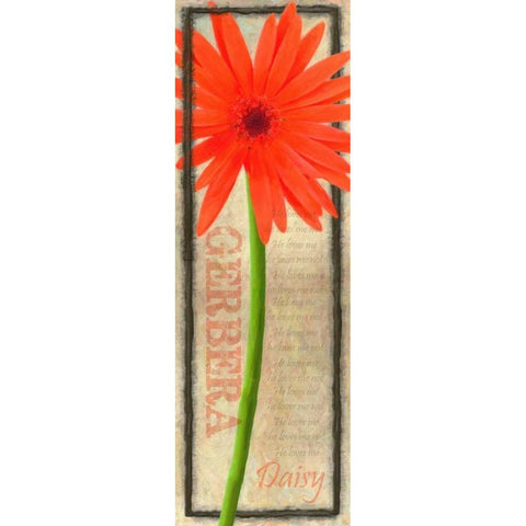 GERBERA DAISY Black Modern Wood Framed Art Print with Double Matting by Greene, Taylor