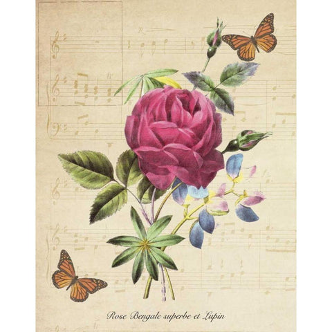 Rose Superb A White Modern Wood Framed Art Print by Greene, Taylor