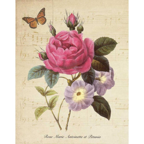 Rose Superb II White Modern Wood Framed Art Print by Greene, Taylor