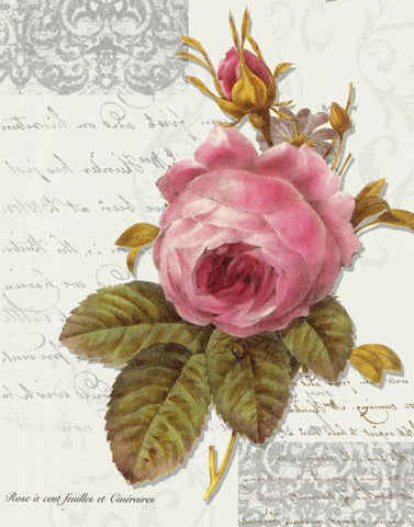 Rose On Scroll I White Modern Wood Framed Art Print with Double Matting by Greene, Taylor