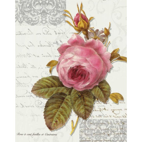 Rose On Scroll I White Modern Wood Framed Art Print by Greene, Taylor