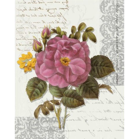 Rose On Scroll II White Modern Wood Framed Art Print by Greene, Taylor