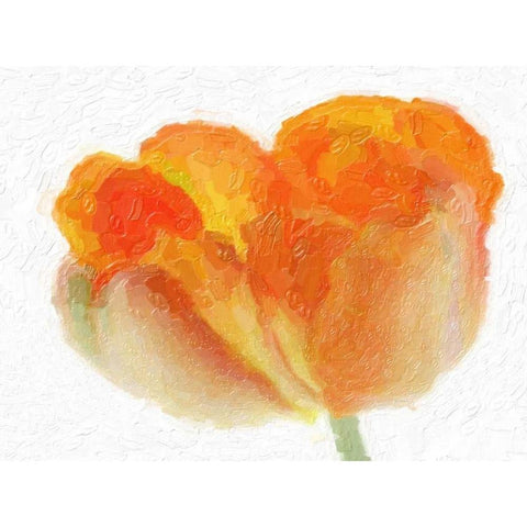 Tulip Tango White Modern Wood Framed Art Print by Greene, Taylor