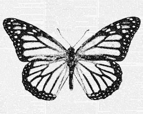 Butterfly 2 White Modern Wood Framed Art Print with Double Matting by Greene, Taylor