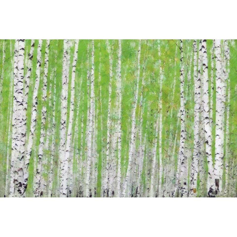 EVERGREEN TIMBER White Modern Wood Framed Art Print by Greene, Taylor