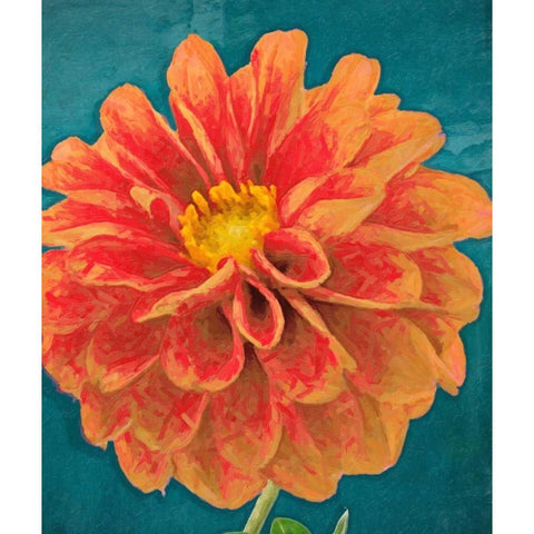 POPPY IN BLOOM White Modern Wood Framed Art Print by Greene, Taylor