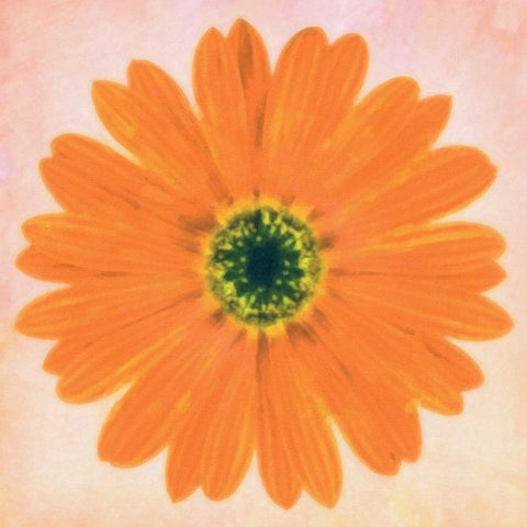 DAISY CHAIN 3 Black Modern Wood Framed Art Print by Greene, Taylor