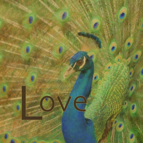Peacock Love C White Modern Wood Framed Art Print by Greene, Taylor