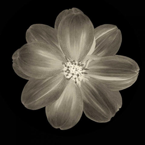Sepia Floral III Black Modern Wood Framed Art Print with Double Matting by Greene, Taylor