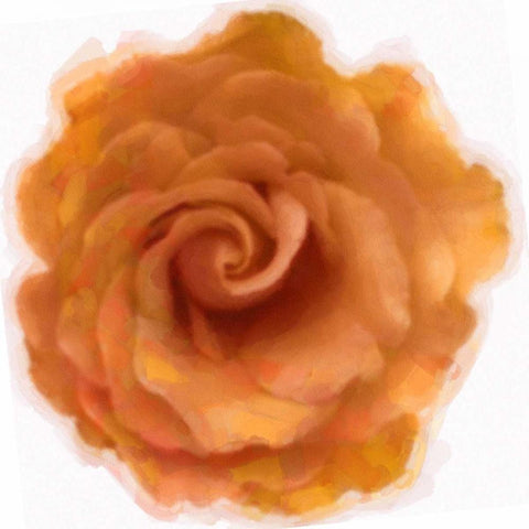 Orange Rose White Modern Wood Framed Art Print with Double Matting by Greene, Taylor