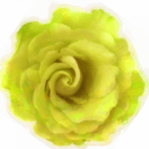 Yello Rose Black Modern Wood Framed Art Print with Double Matting by Greene, Taylor
