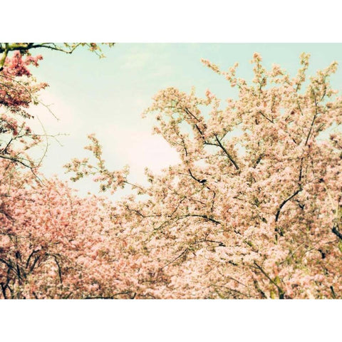 Cream Apple Blossoms White Modern Wood Framed Art Print by Telik, Tracey