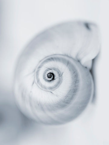 Moon Snail Black Modern Wood Framed Art Print by Telik, Tracey