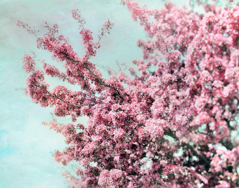 Blossoming Spring White Modern Wood Framed Art Print with Double Matting by Telik, Tracey