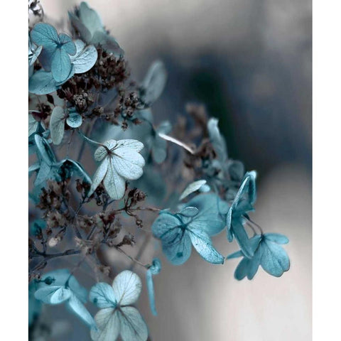 Blue Hydrangea Gold Ornate Wood Framed Art Print with Double Matting by Telik, Tracey