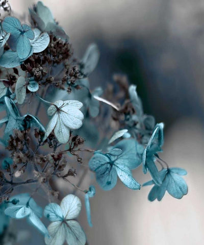Blue Hydrangea White Modern Wood Framed Art Print with Double Matting by Telik, Tracey