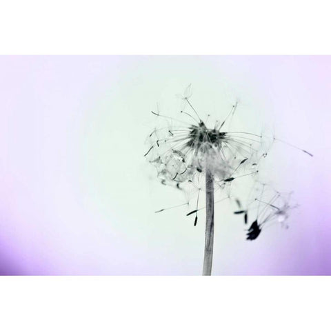 Wishes On A Wind White Modern Wood Framed Art Print by Telik, Tracey