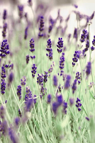 Lavenders In the Field Black Ornate Wood Framed Art Print with Double Matting by Telik, Tracey