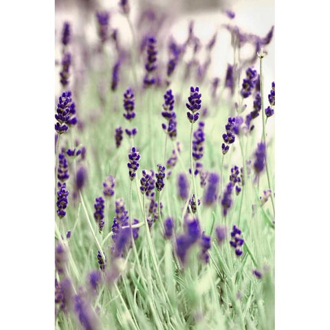 Lavenders In the Field Gold Ornate Wood Framed Art Print with Double Matting by Telik, Tracey