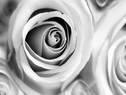 White Noise Rose 1 Black Ornate Wood Framed Art Print with Double Matting by Telik, Tracey