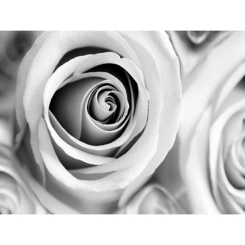 White Noise Rose 1 Black Modern Wood Framed Art Print by Telik, Tracey