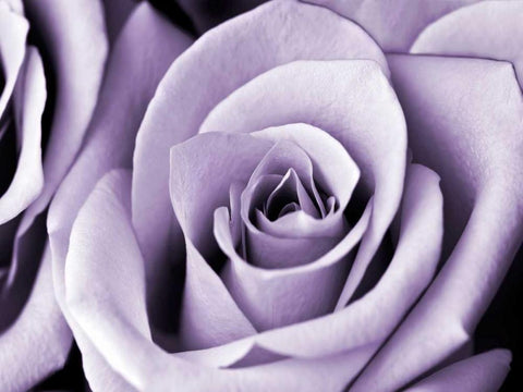 Lavender Rose White Modern Wood Framed Art Print with Double Matting by Telik, Tracey