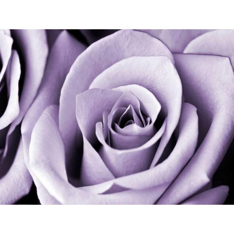 Lavender Rose Black Modern Wood Framed Art Print with Double Matting by Telik, Tracey