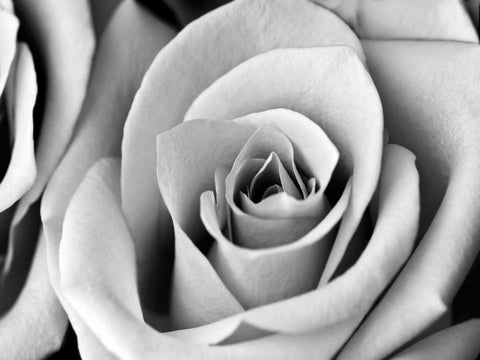 White Noise Rose 2 White Modern Wood Framed Art Print with Double Matting by Telik, Tracey